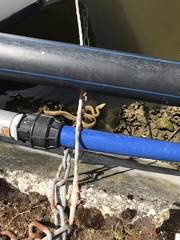 Elaphe quatuorlineata