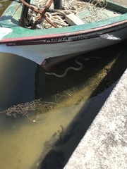 Elaphe quatuorlineata