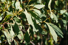 Acacia obliquinervia