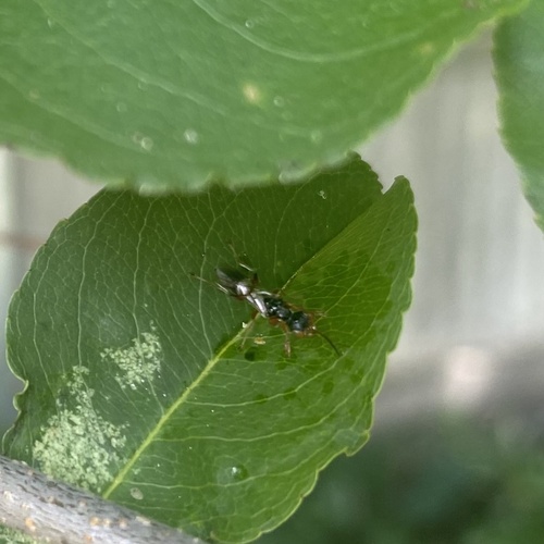 Deinodryinus observed 2024-07-27