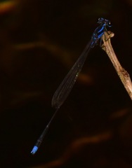 Prodasineura laidlawii