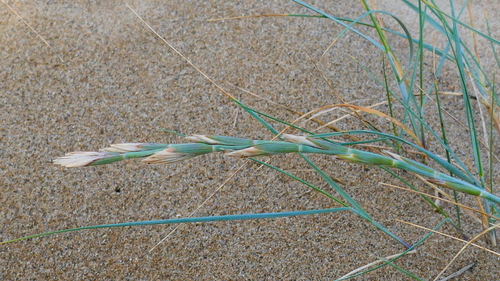 Thinopyrum junceum, photograph 2