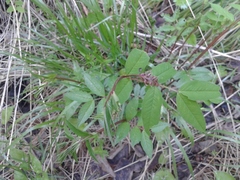 Vicia venosa baicalensis