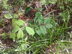Vicia venosa baicalensis
