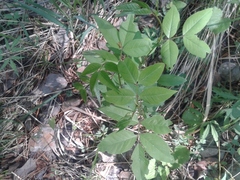 Vicia venosa baicalensis