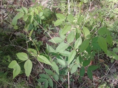 Vicia venosa baicalensis
