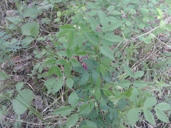 Vicia venosa baicalensis
