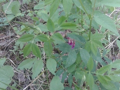Vicia venosa baicalensis