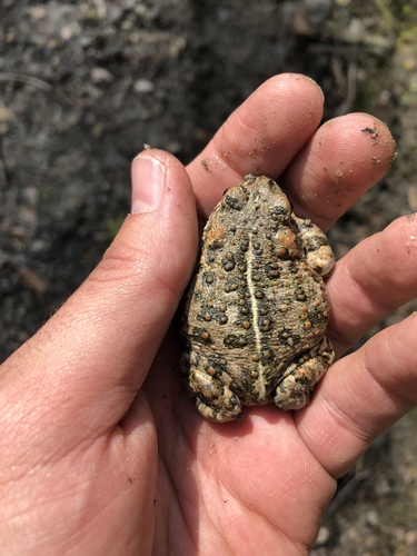 iNaturalist observation photo of Western Toad