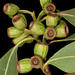 Eucalyptus angulosa - Photo (c) Kevin Thiele, μερικά δικαιώματα διατηρούνται (CC BY)