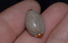 Staphylaea staphylaea