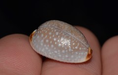 Staphylaea staphylaea