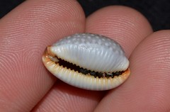 Staphylaea staphylaea