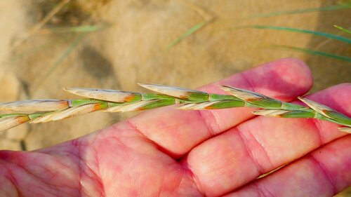 Image of Elymus farctus by no rights reserved