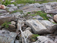 Juniperus communis depressa