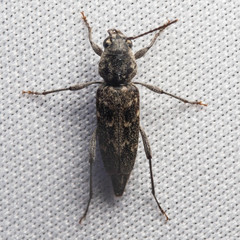 Xylotrechus nauticus