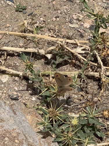 Arabian Wall Brown