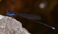 Prodasineura laidlawii