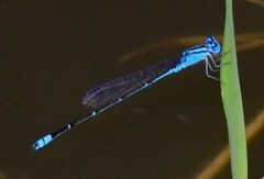 Pseudagrion australasiae