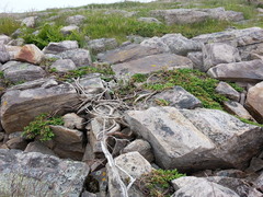 Juniperus communis depressa