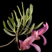 Eremophila alternifolia - Photo (c) Kevin Thiele, algunos derechos reservados (CC BY)