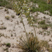 Yucca campestris - Photo 由 ellen hildebrandt 所上傳的 (c) ellen hildebrandt，保留部份權利CC BY-NC