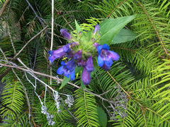 Penstemon ovatus