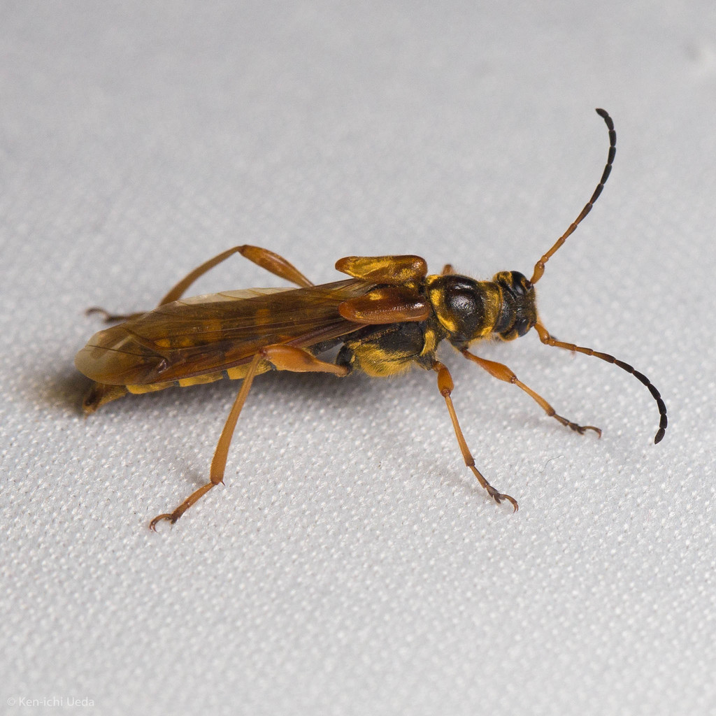 Necydalis cavipennis