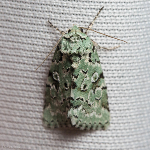 Bryolymnia viridata photo 4