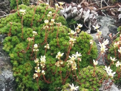 Saxifraga bronchialis funstonii