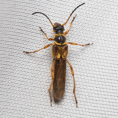 Necydalis cavipennis