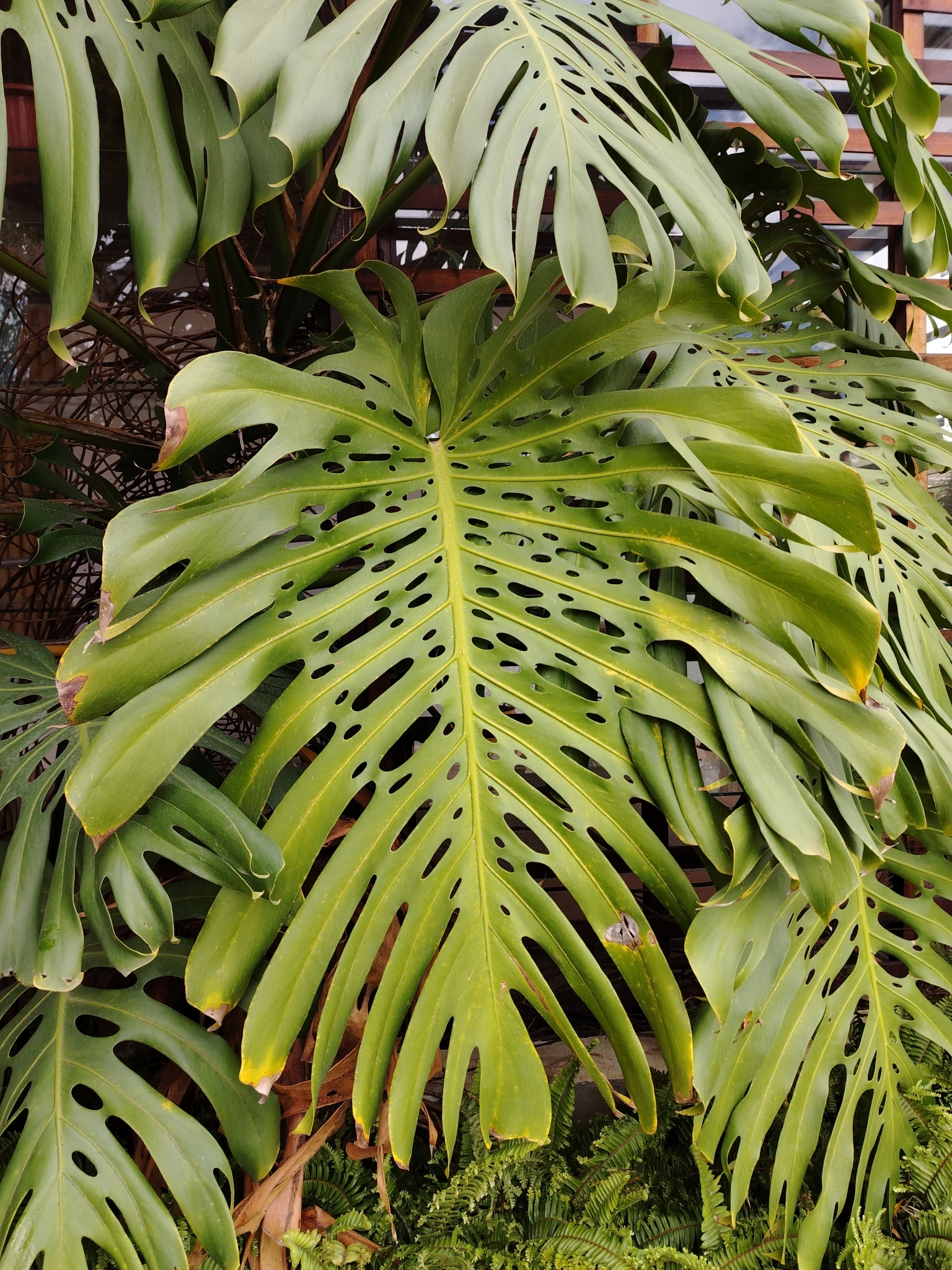 Monstera image