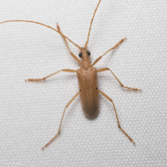 Centrodera