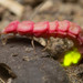 California Pink Glowworm - Photo (c) Ken-ichi Ueda, some rights reserved (CC BY), uploaded by Ken-ichi Ueda