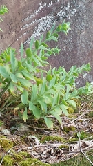 Hylotelephium telephioides