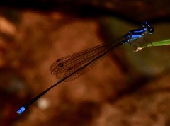 Prodasineura laidlawii