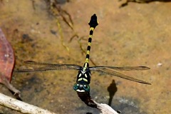 Paragomphus capricornis