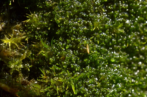 Lake Grimsel Threadwort (Cephaloziella grimsulana)