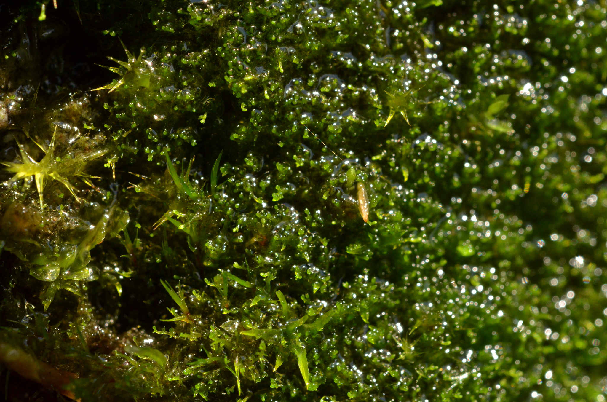 Cephaloziella grimsulana