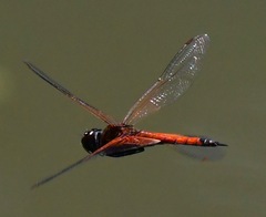 Tramea transmarina