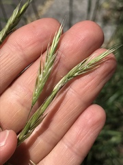 Bromus riparius