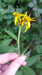 Verbesina helianthoides