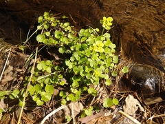 Chrysosplenium serreanum