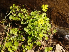 Chrysosplenium serreanum