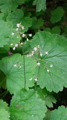 Heuchera missouriensis