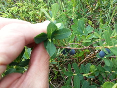 Lonicera villosa