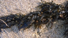 Sargassum scabridum