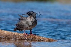 Brazilian Merganser photo 2