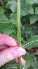 Verbesina helianthoides