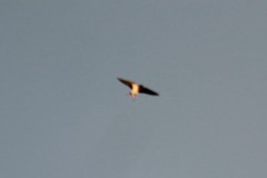 Hirundo rustica erythrogaster